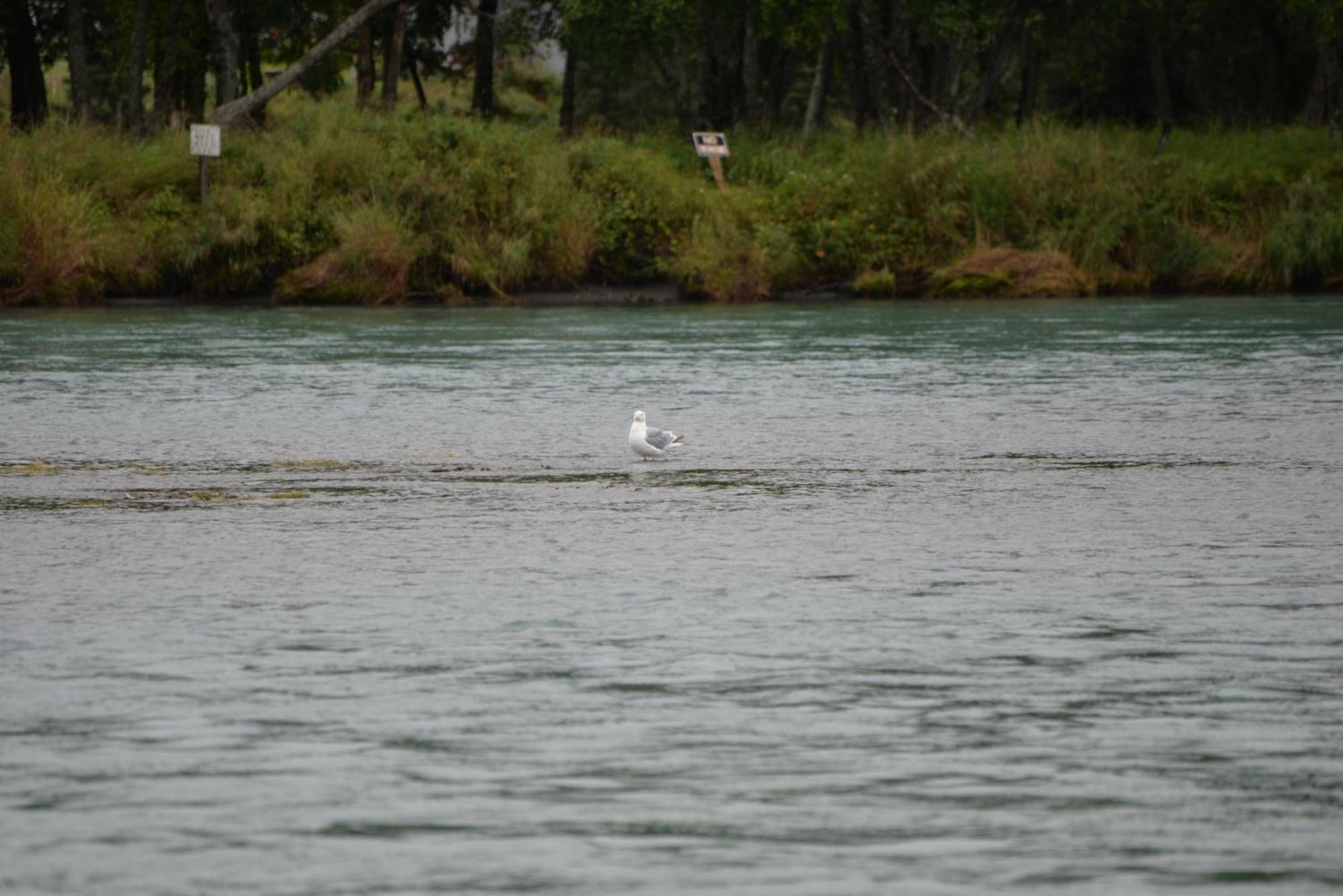 كيناي Salmon Catcher Lodge المظهر الخارجي الصورة